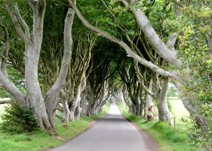 Dark Hedges HDR