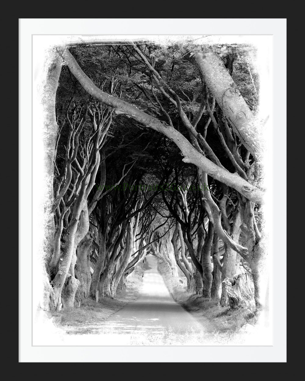 Dark Hedges