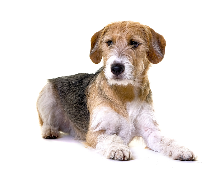 3 PPA_McEvoy_01_Archie