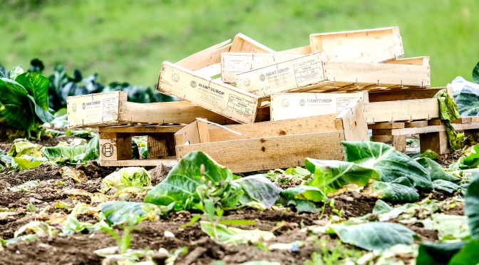 Comber Cabbage Crop…