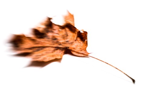 1 Leaf with Lens Baby 1