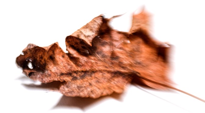 That Dead Leaf Again…