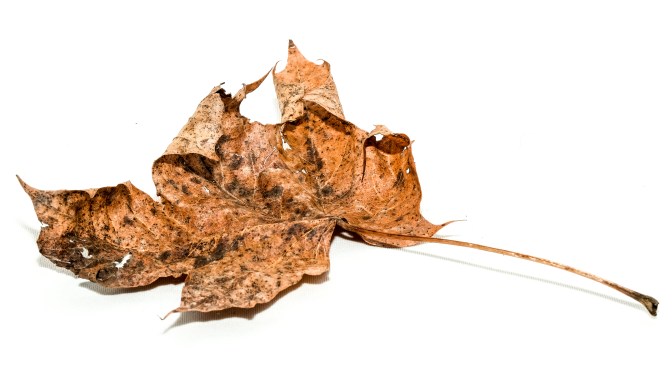Autumn Leaf Still Life