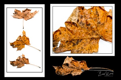 Leaf Montage