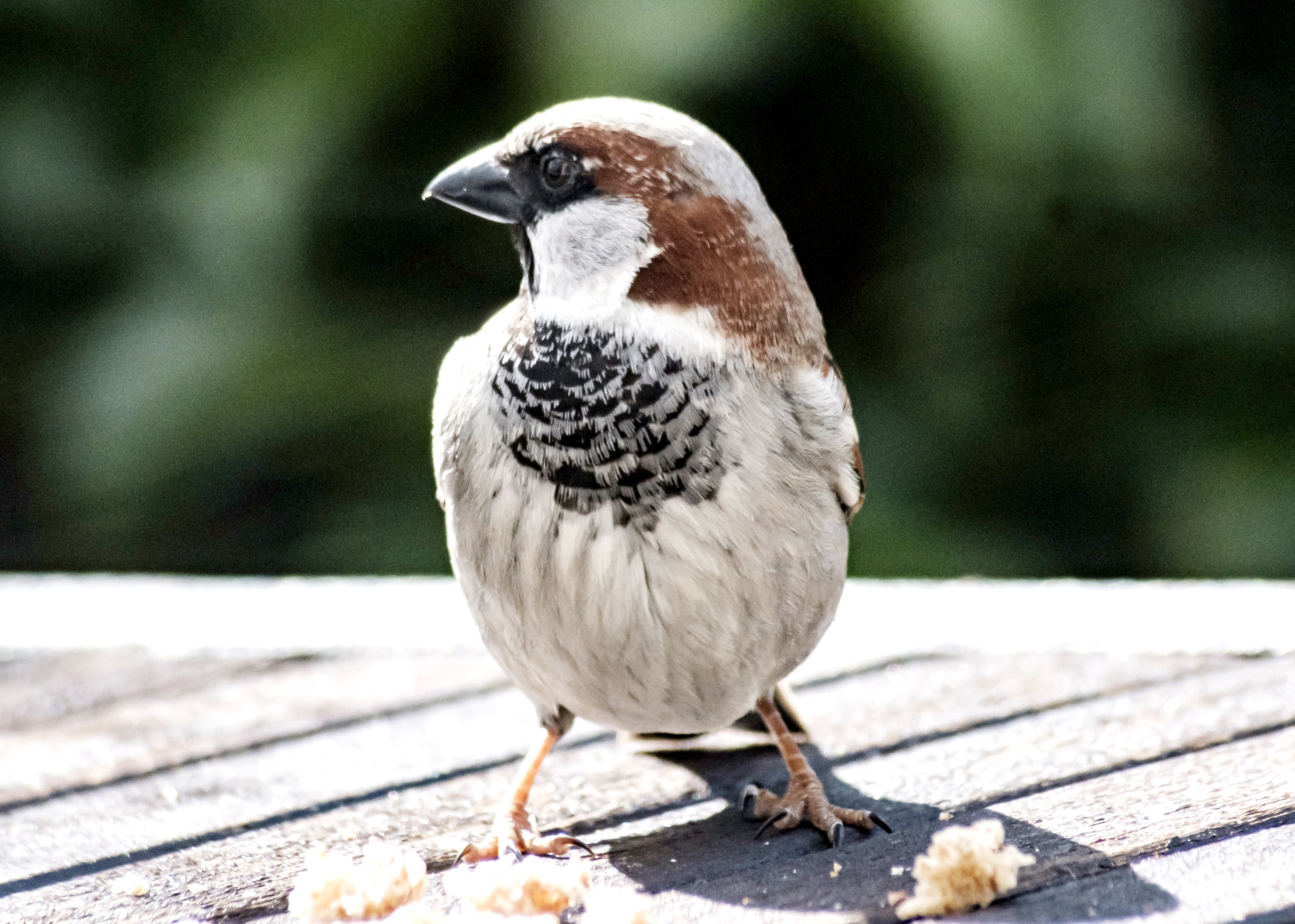 sparrow-4981674.jpg