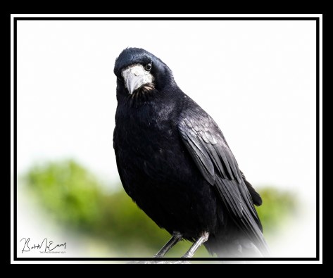 Crow