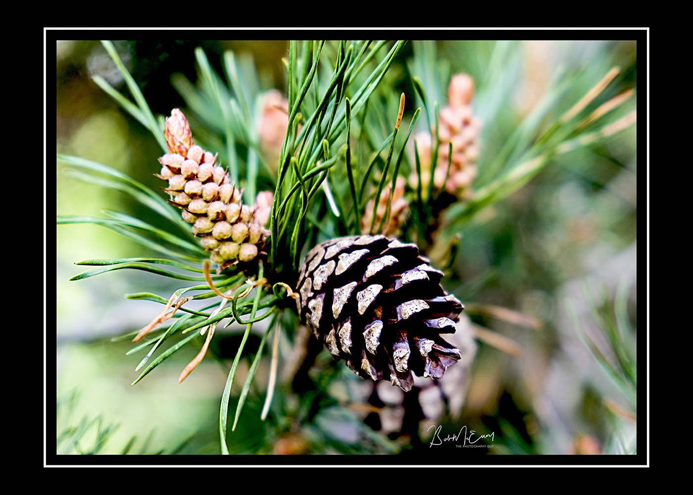 Fir Cone